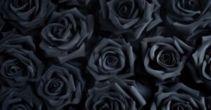 black roses meaning