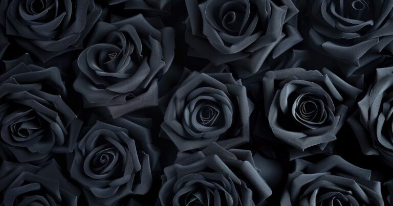 black roses meaning