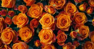 orange roses meaning