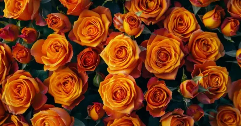 orange roses meaning