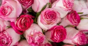 pink roses meaning