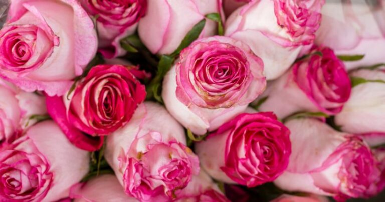 pink roses meaning