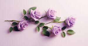 purple roses meaning