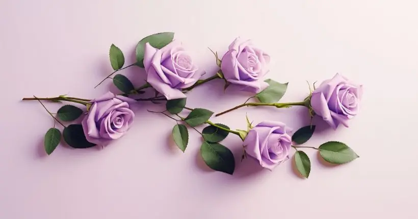 purple roses meaning