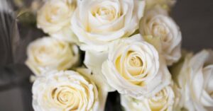 White Roses Meaning