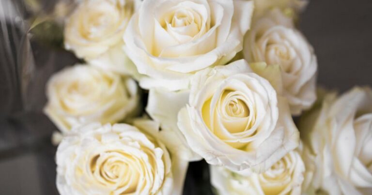 White Roses Meaning