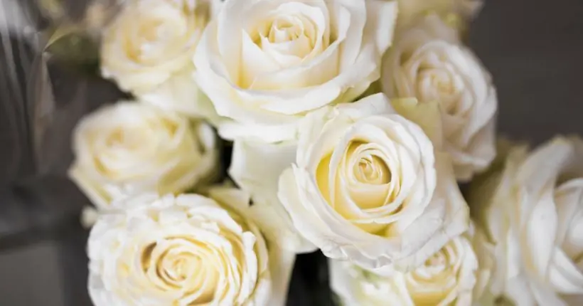 White Roses Meaning: Symbolism, History & When to Gift Them