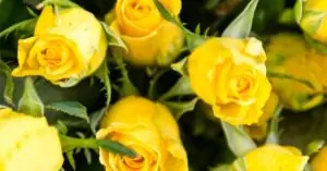 yellow-roses-meaning