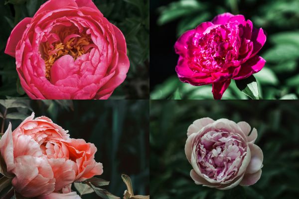 How Shade Affects the Symbolism