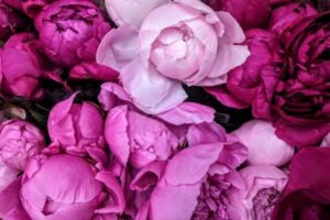 purple-peony-meaning