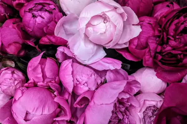purple-peony-meaning
