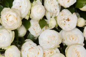 white peony meaning