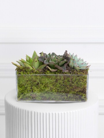 Mini Succulent Collection (Glass)
