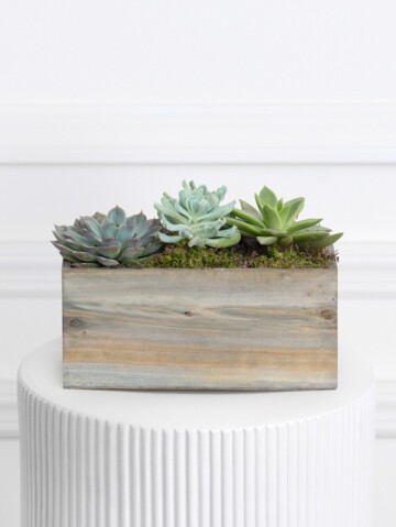 Mini Succulent Collection (Wood)