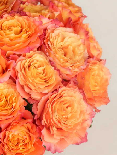36 Orange Rose Bouquet Delivery | 3 Dozen Orange Roses | Ode à la Rose