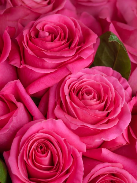 ☆Roses～　 The Tilda Bouquet | 24 Pink Floyd Roses | Ode à la Rose