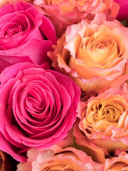 rose rose✨ Heavenly Ascent® Pink Climbing Rose, Rosa 'Meictarus' PP #35,602