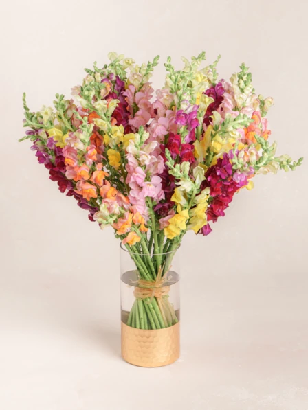 Liana - 30 Stems of Orange, Pink, Burgundy, and Yellow Snapdragon
