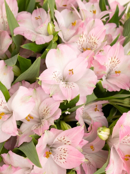 Grand Natalie - 60 Pink Alstroemeria Stems in Glass Vase