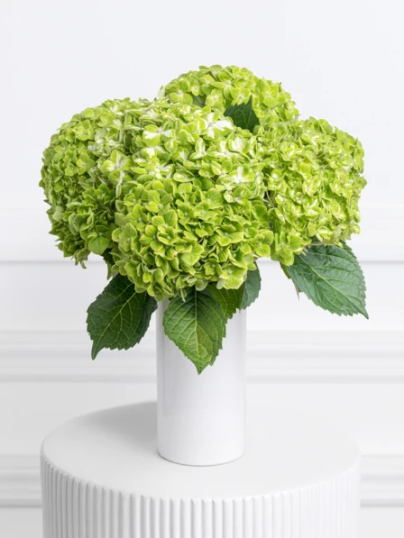 Romane - 7 Stems of Green Hydrangea
