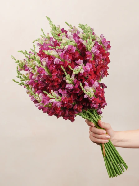 Martine - 30 Stems of Burgundy Snapdragon Bouquet