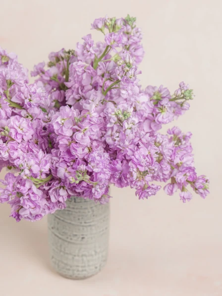 Violette - 30 Stems Lavender Stock Bouquet