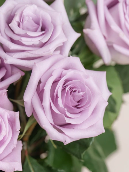 50 Purple Bouquet Delivery | Grand Amour | Ode à la Rose