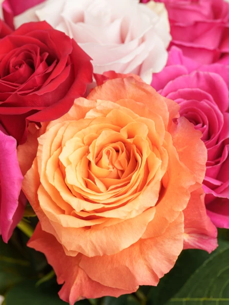 The Aline Bouquet (Medium) | 24 Red, Pink, Gold, Hot Pink Roses