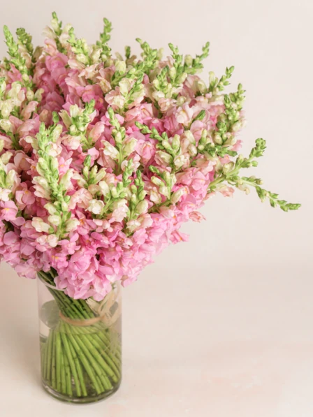 Grand Adeline - 60 Stems of Pink Snapdragon