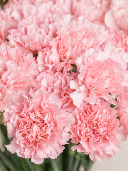 Grand Penny - 50 Stems of Pink Carnations