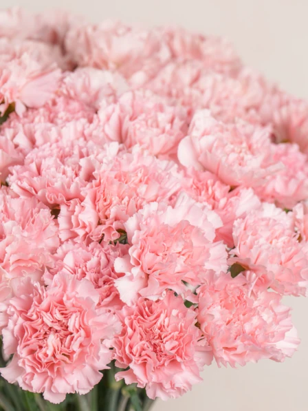 Grand Penny - 50 Stems of Pink Carnations