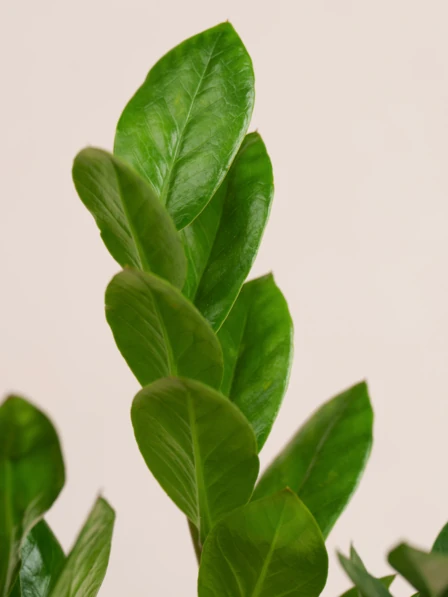 ZZ Plant - One Size Plant in White Ceramic Pot