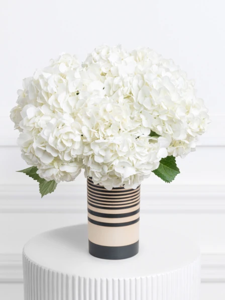 み  BLANCHE LATTEROSE Three Dozen White Roses | Bouquet of Roses | Online Delivery
