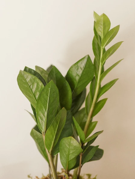 ZZ Plant - One Size Plant in White Ceramic Pot