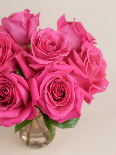 Petite Tilda - 7 Premium Pink Floyd Roses