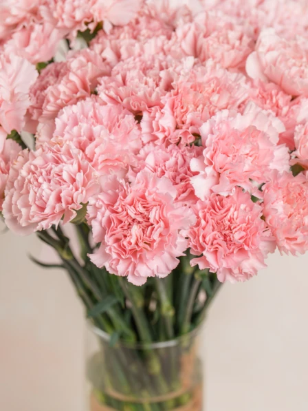 Grand Penny - 50 Stems of Pink Carnations