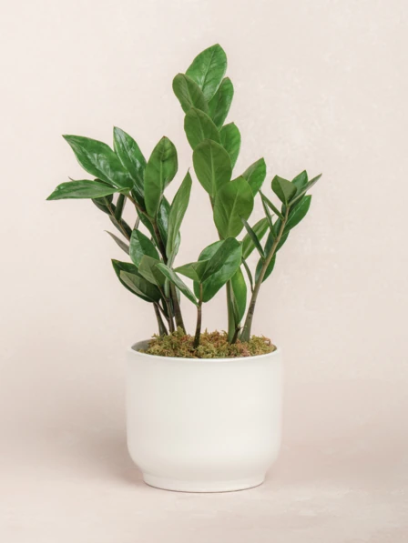 m&m x DAYZ Plant POT｜TYPE 1 Pisa Plant Pot - Mustard - Quality Plant Pots | Hortology - HORTOLOGY