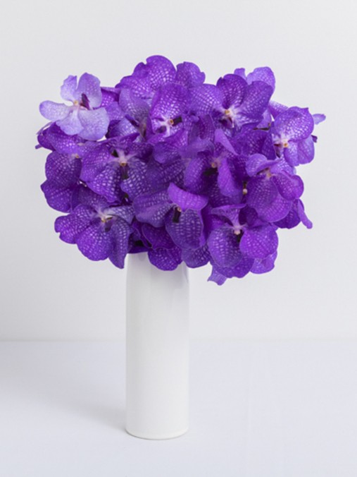 Purple Roses Lavender Rose Delivery Ode à la Rose