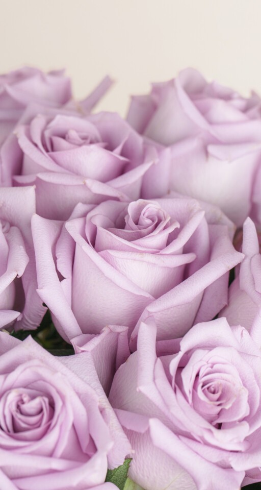36 Purple Rose Bouquet Delivery | 3 Dozen Purple Roses | Ode à la Rose