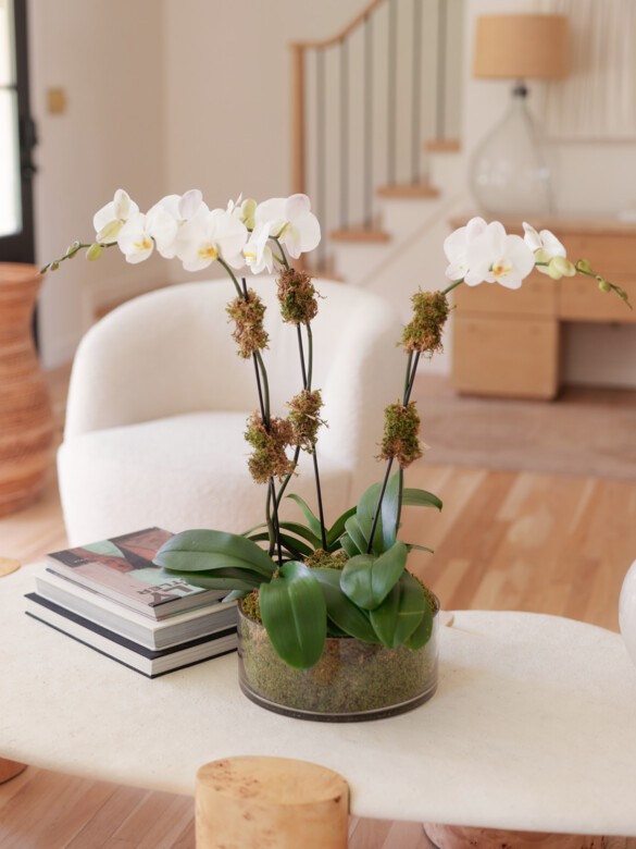 Triple White Orchid