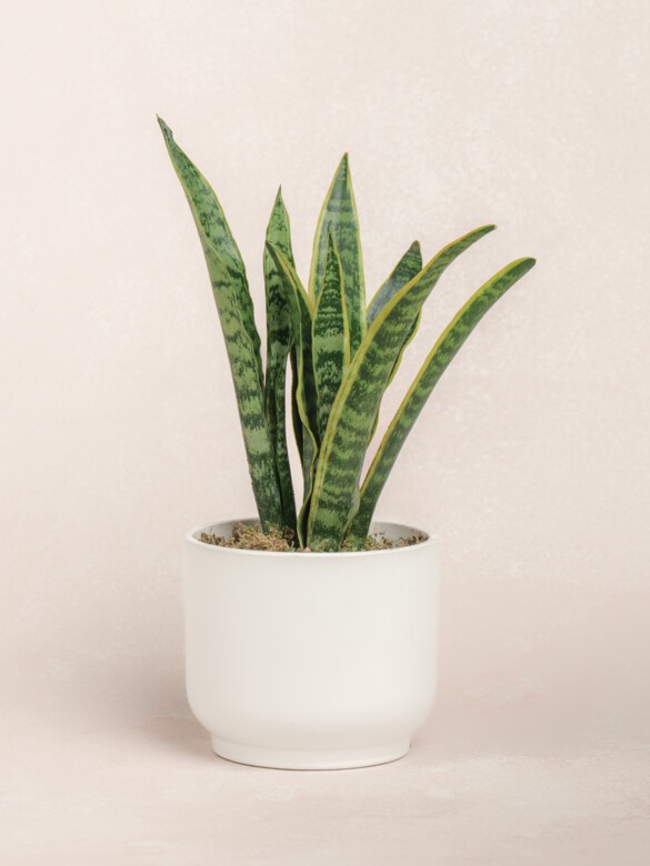 Snake Plant