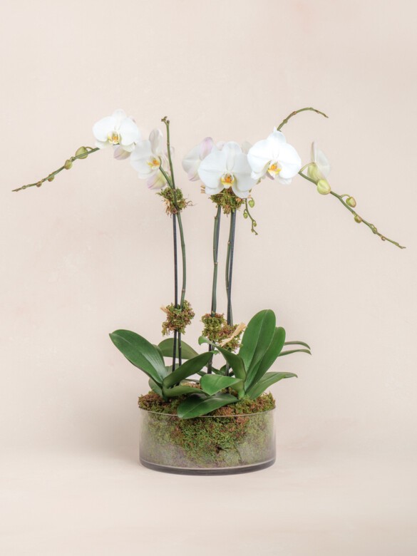 Triple White Orchid