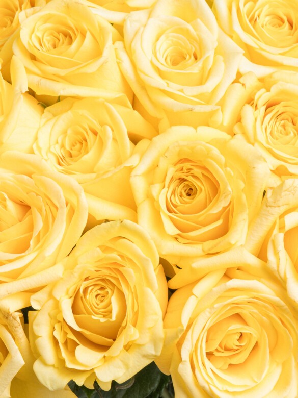 Close view of fresh yellow roses showcasing velvety petals and vibrant color, expertly arranged for a luxurious bouquet with joyful, premium appeal.