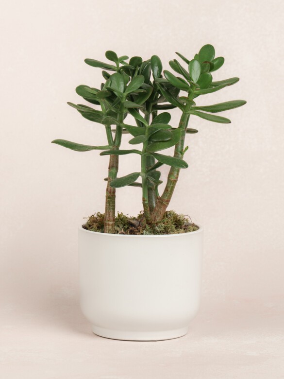 Jade Plant