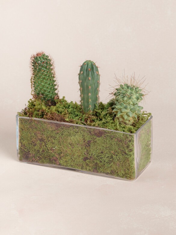 Mini Cacti Collection