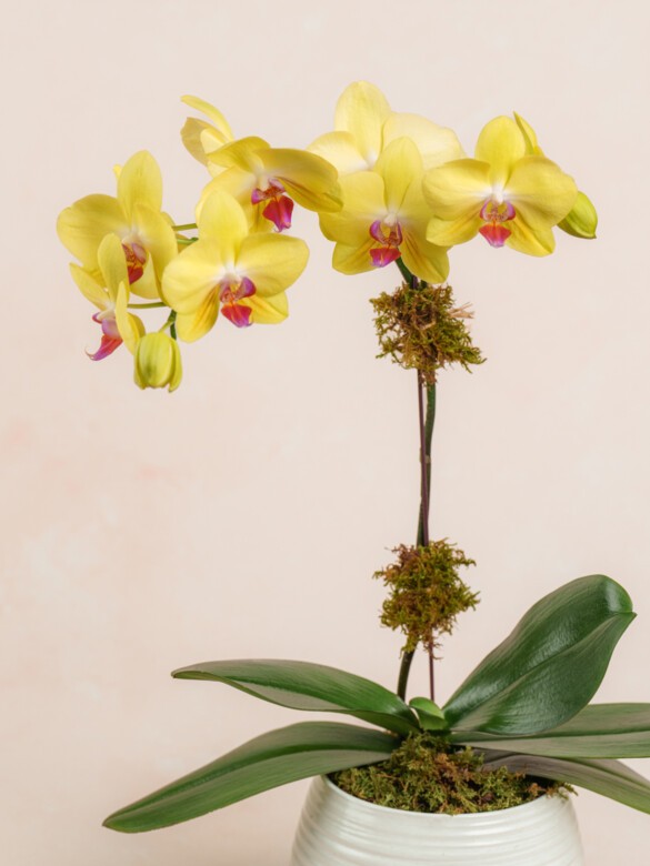 Yellow Orchid