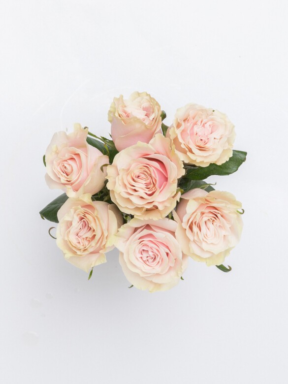 Top-down view of the Petite Brigitte bouquet with 7 soft Pink Mondial roses, small arrangement, perfect for a cheerful surprise or spontaneous gift.