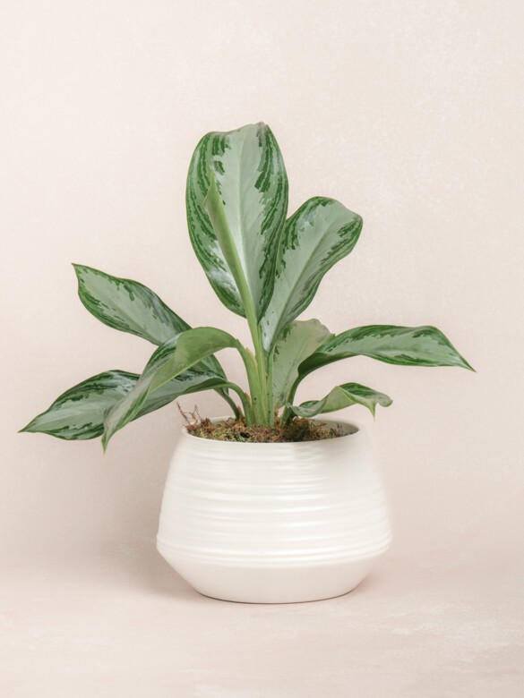 Aglaonema Plant