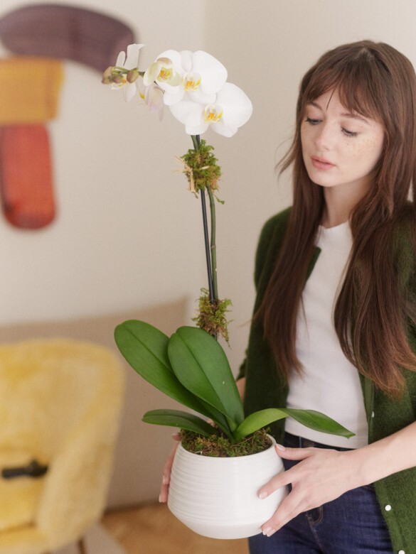 White Orchid