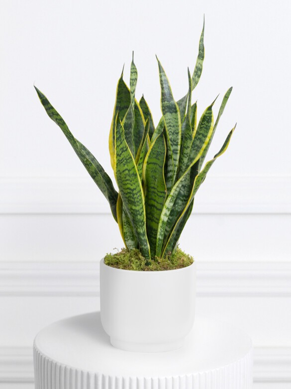 Snake plant